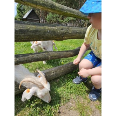 Dziecko w kapeluszu obserwujące dwie białe kozy przy drewnianym ogrodzeniu na tle lasu.