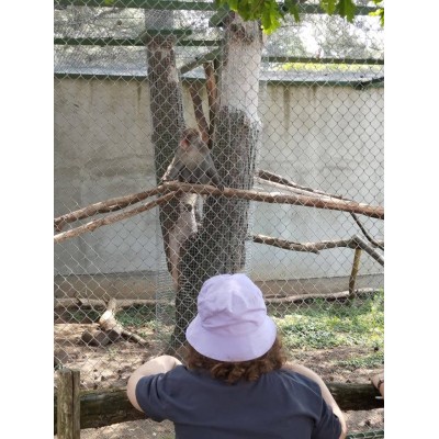 Osoba w fioletowym kapeluszu obserwuje pawiana siedzącego na gałęzi w zoo.