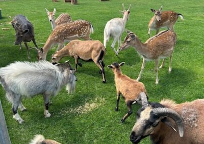 Grupa jeleni i kóz pasących się na zielonym ogrodzonym terenie z drewnianą budką w tle.